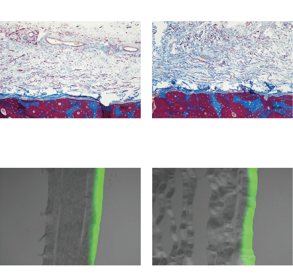 THE_Cover_invivo-infiltration-test-1